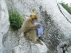 Monkey stole my Bandanna (248kb)